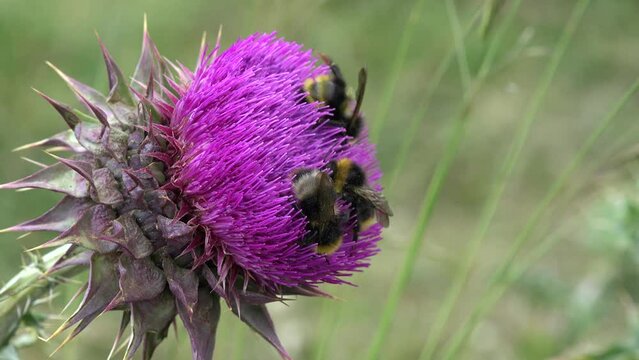 Flying Bumble Bees Insects Collecting Pollen on Thorns Flower, Pollinating Thistles, Mountains Desert Medicine Plants, Bumblebee
