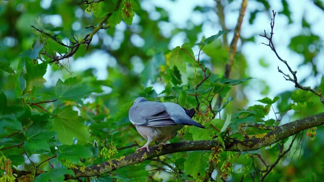 Loan Wood Pigeon sitting high up in a sycamore tree
