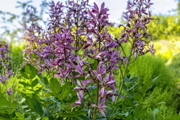 Flowers Of Burning Bush Dictamnus Albus