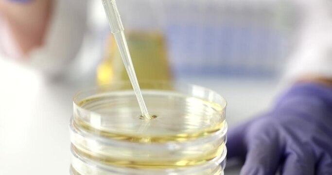 Scientist holds pipette with essential oil and petri dish. Study of cosmetic oil or marijuana
