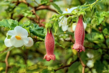 Flowers Hardy Red Gloxinia Sinningia sellovii
