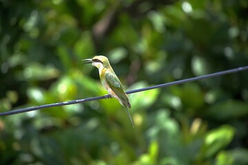A small bird (Asian green bee-eater) sitting on a wire with tree branches in the background (In the afternoon Sun)