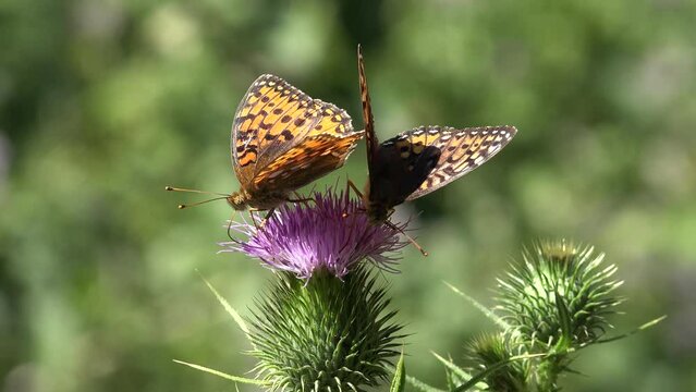 Butterfly Gathering Pollen on Thorns Flower, Flying Bee, Insects Pollinating Thistles, Desert Medicine Plants, Pollination