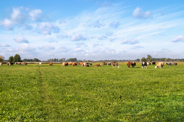 Obraz premium A herd of cows grazes on a green field against a blue cloudy sky