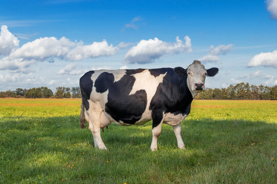 A black-white spotted hornless cow stands in the shadows on the green grass
