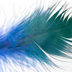 Close -up feather texture. Nature and Wildlife