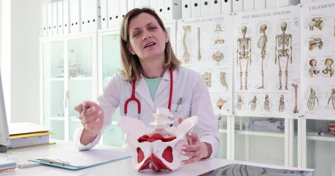 Gynecologist showing ischial tuberosity or ischial bones on pelvic girdle model and pelvic pain syndrome. Distortion and displacement of the pelvic bones