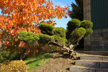 Red and Orange Leaves of  Northern Red Oak (Quercus borealis) and Green Thuya in Autumn.
