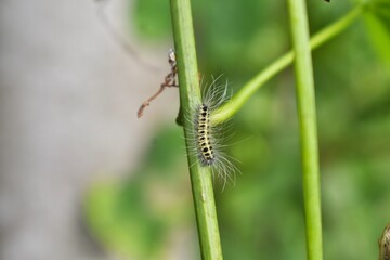 caterpillar on leaf green 