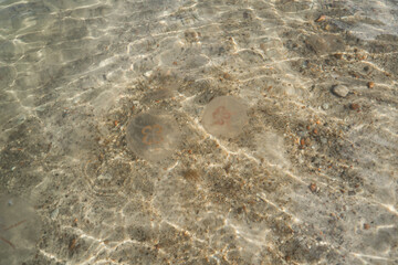 Jellyfish in the sea on the shallows, the sandy bottom of the Baltic Sea.