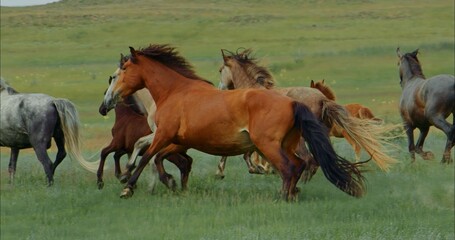The group horses run on green meadow. The herd of beautiful free horses run on green field. Fast horses gallop in slow motion. The concept of wild animals, freedom, fast speed, slow motion, wildlife