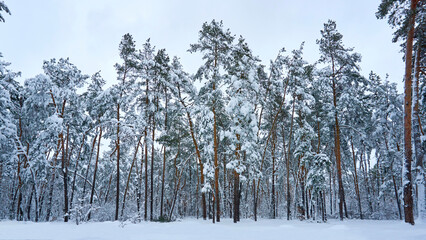 Winter quiet forest park for healthy walks among pines