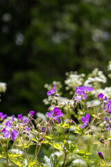 Obraz premium Flower in the sun