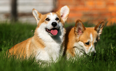 two adult corgi dogs in the grass