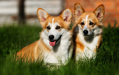 two adult corgi dogs in the grass