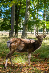 Deer in grasslands