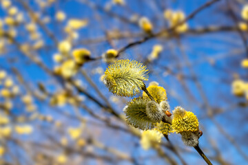 Spring Flowering Fluffy Willow Buds