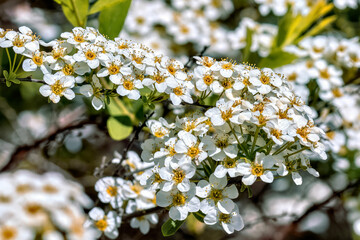 Blooming Spirea Bush With White Flowers
