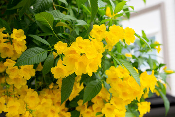 Yellow elder or Trumpetbush, Trumpetflower