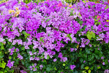 Beautiful bougainvillea flowers with green leaves