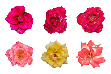 Set of colorful rose flowers isolated png