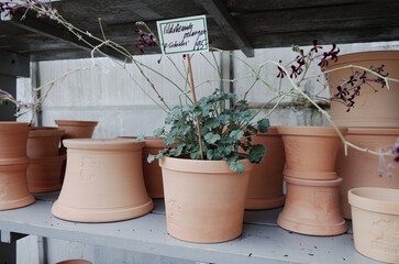 scene of the European plants nursery