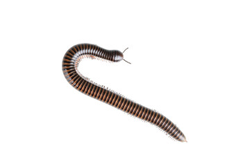 Millipede, Myriapoda, Spirostreptus giganteus on transparent background ,PNG