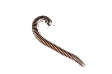 Millipede, Myriapoda, Spirostreptus giganteus on transparent background ,PNG