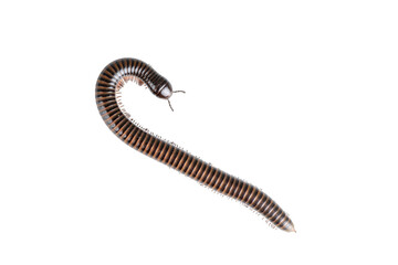 Millipede, Myriapoda, Spirostreptus giganteus on transparent background ,PNG