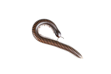 Millipede, Myriapoda, Spirostreptus giganteus on transparent background ,PNG