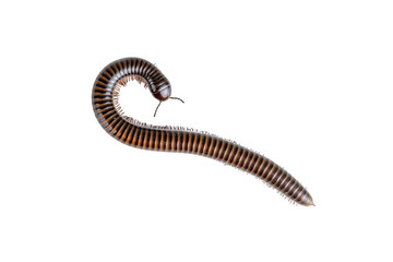 Millipede, Myriapoda, Spirostreptus giganteus on transparent background ,PNG