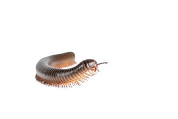 Millipede, Myriapoda, Spirostreptus giganteus on transparent background ,PNG