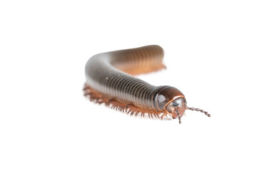 Millipede, Myriapoda, Spirostreptus giganteus on transparent background ,PNG