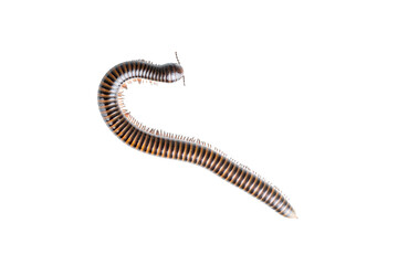 Millipede, Myriapoda, Spirostreptus giganteus on transparent background ,PNG