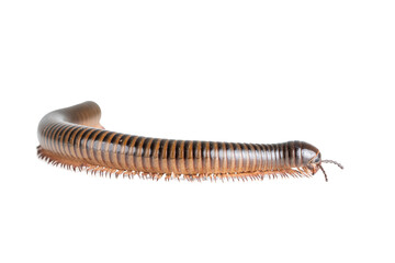 Millipede, Myriapoda, Spirostreptus giganteus on transparent background ,PNG