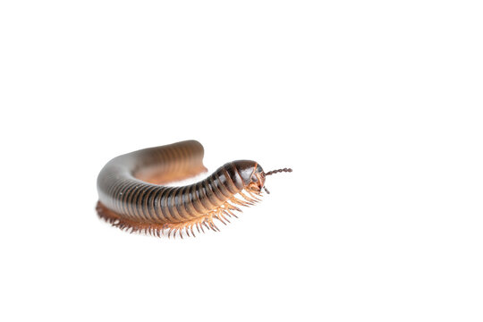 Millipede, Myriapoda, Spirostreptus giganteus on transparent background ,PNG