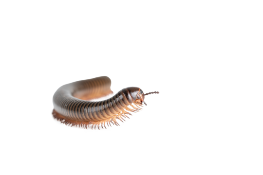 Millipede, Myriapoda, Spirostreptus giganteus on transparent background ,PNG