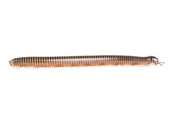 Millipede, Myriapoda, Spirostreptus giganteus on transparent background ,PNG