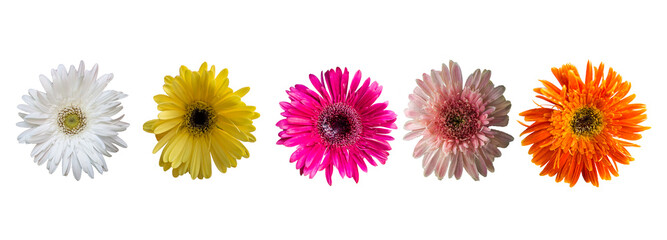 Five Different color Barberton daisy flower, Five Different color Gerbera jamesonii png