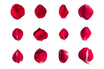Set of 12 red rose petals on a white background or transparent - obrazy, fototapety, plakaty