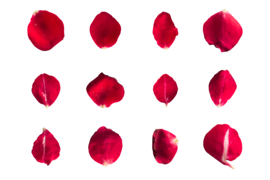 Set of 12 red rose petals on a white background or transparent
