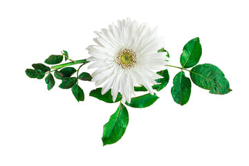 Barberton daisy flowers in a floral arrangement, Gerbera Jameson isolated on white or transparent...