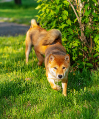 Red dogs of the Shiba Inu breed walking in the park against the background of green grass in summer