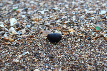 A lonely black rock among shells