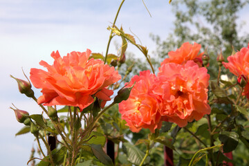 Beautiful flower orange rose green leaves beautiful nature macro view