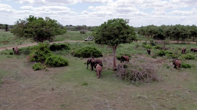 Aerial drone stock footage of elephant heard grazing in the bush