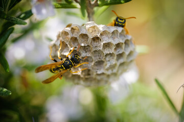 Wasp nest on rosemary plant