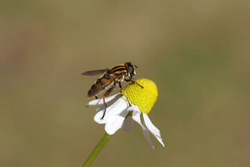 Sun fly Helophilus pendulus of family Syrphidae on flower of chamomile (Matricaria chamomilla, Matricaria recutit). Family Asteraceae. Summer, Dutch garden. 