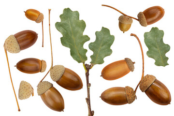 Brown acorns and branch with green oak leaves on white isolated background. Design element. Autumn....