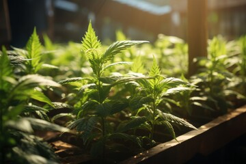 Obraz premium Photograph of Plant Natural Light, Generative AI